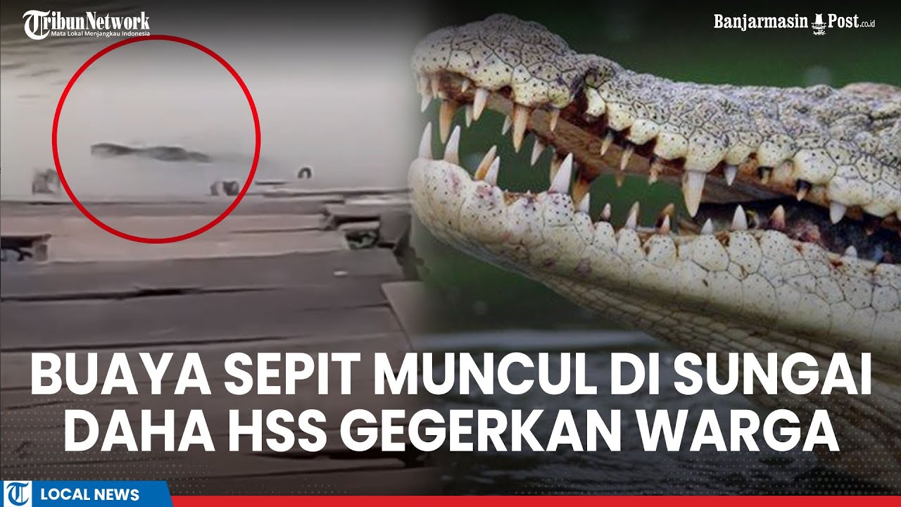 Warga Banjarmasin Heboh, Buaya Ditemukan di Selokan Depan Rumah